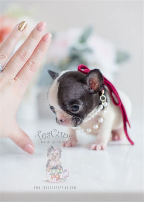 Why buy a french bulldog puppy for sale if you can adopt and save a life? French Bulldog Puppies For Sale by TeaCups, Puppies ...