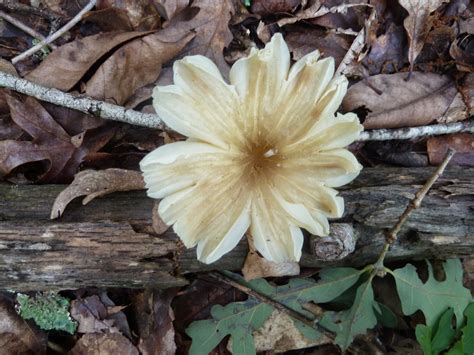 Springfield Plateau Mushroom Flower
