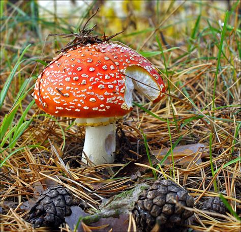 Самые опасные и ядовитые грибы (30 фото)