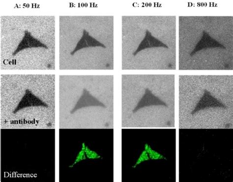 Ecl Images Of Two Adjacent Cells Before Top Panel And After Middle