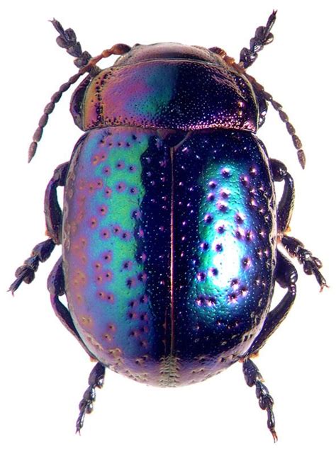 Dalisshadow Chrysolina Purple Beetle Beetle Insect Bugs And