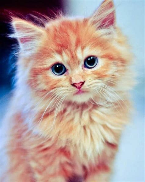 Maybe you would like to learn more about one of these? Ginger kitten with blue eyes | Gatos bonitos, Loca de los ...