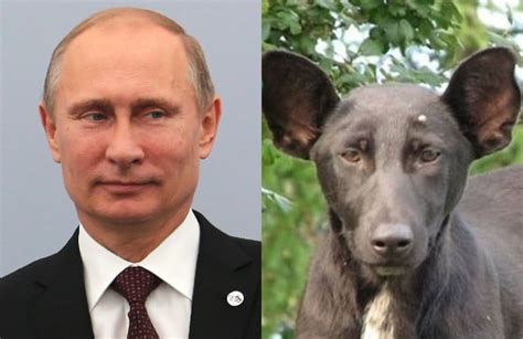 This Dog Looks Exactly Like Vladimir Putin E News