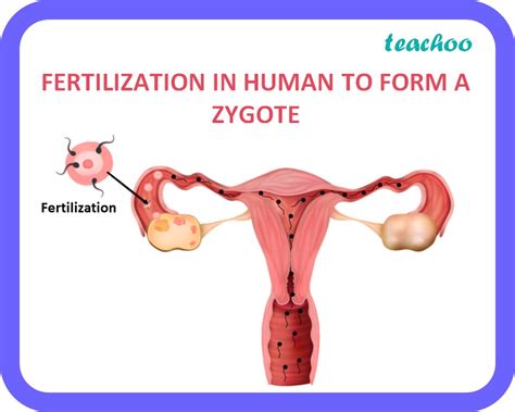 Fertilization In Humans Step By Step Process With Explanation