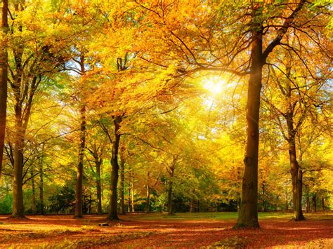 Golden Sun Autumn Forest Trees With Golden Yellow Leaves Landscape