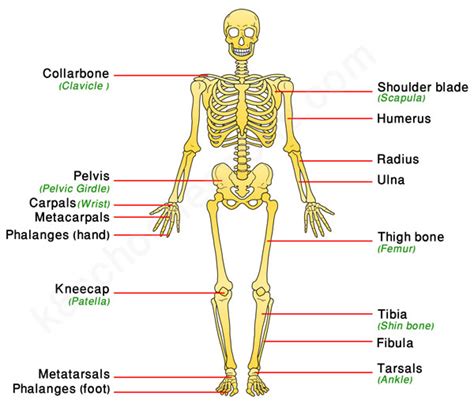 Appendicular Skeleton Bones Labeled