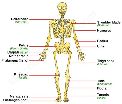 We did not find results for: Human Skeletal System | Human body facts - skeleton ...