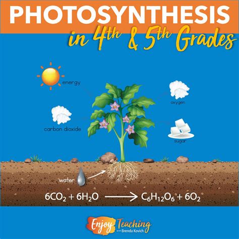 How To Teach Photosynthesis To Fourth And Fifth Grade Kids
