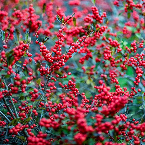 Buy Winter Red Winterberry Shrub Pair From Gurneys
