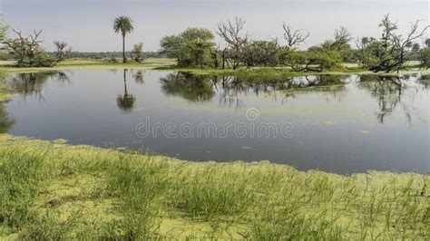 Bushes And Palm Trees Grow On The Shore Of The Lake Stock Image Image