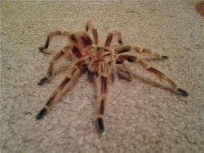 It is important to remember that spiders seen in north carolina are not bound by the territorial lines decided on by humans, therefore their distribution is subject to change. Common North American Spiders 08/20 by CeciliaKuellmer | Pets