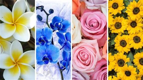 Tes Kepribadian Bunga Favorit Mana Yang Paling Mewakili Sifat Dan