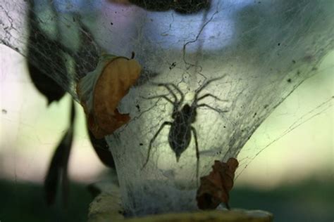 Common Indoor Spiders Hunker