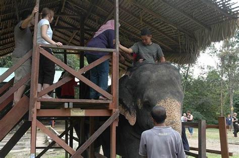Top things to do in kuala gandah elephant sanctuary. National Elephant Conservation Centre Kuala Gandah
