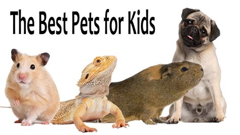 The Best Pets For Kids Youtube