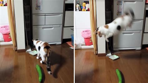 Scared Cat Leaps At The Sight Of A Cucumber