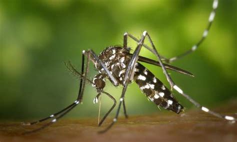 Kruger Park Times Fungi Fight Malaria Mosquitoes Online News