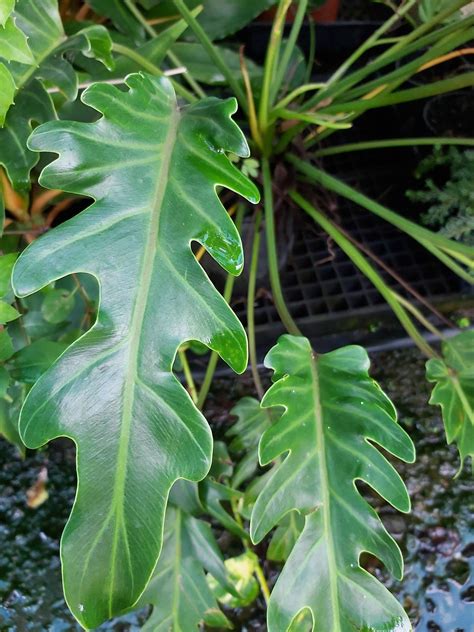Philodendron Plant Varieties — Eumundi Roses