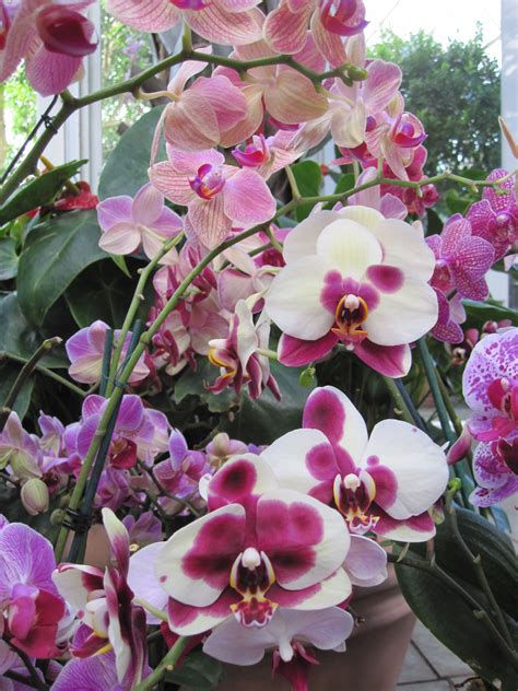 The moth orchid or phalaenopsis orchid is one of the most popular modern day houseplants. How to Cut a Phalaenopsis Orchid Spike