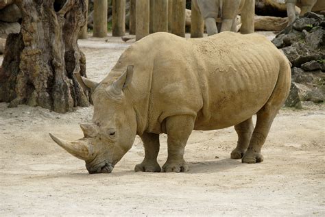Free Picture African Rhinoceros