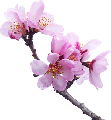 0 Result Images Of Cherry Blossom Tree Png Transparen