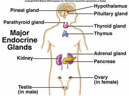 Glands Endocrine Diagram Human System Location Gland