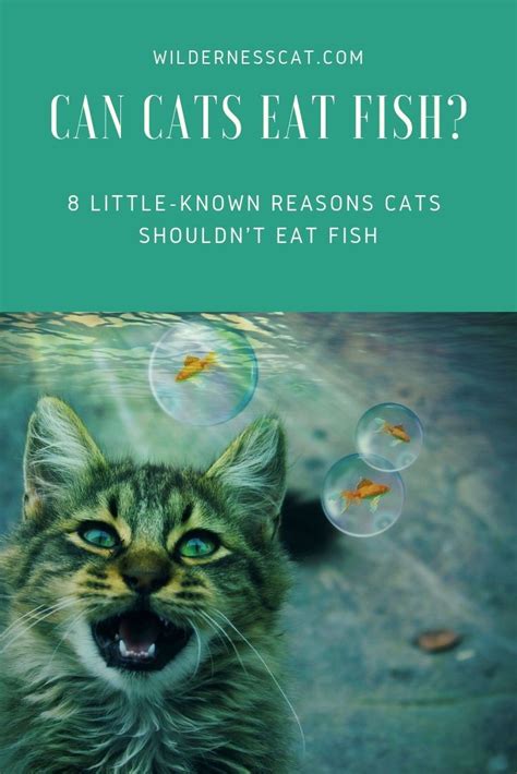 Tuna in sunflower oil helps to soothe the tongue and encourage your cat's. Can Cats Eat Fish? Reasons Why Cats Shouldn't Eat Fish ...