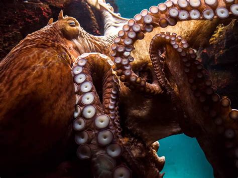 What Is The Worlds Biggest Octopus Octonation The Largest Octopus
