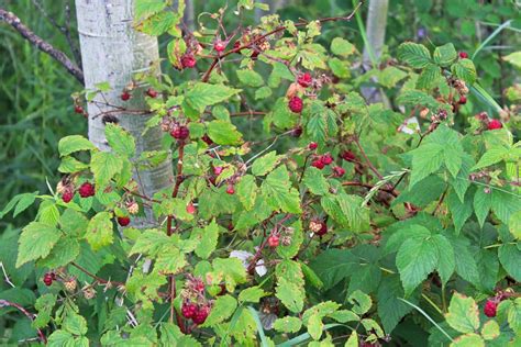How To Grow An Endless Supply Of Raspberries And Blackberries