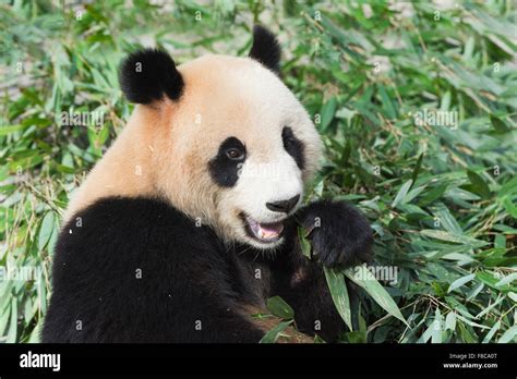 Adult Giant Panda Ailuropoda Melanoleuca Eating Bamboo China