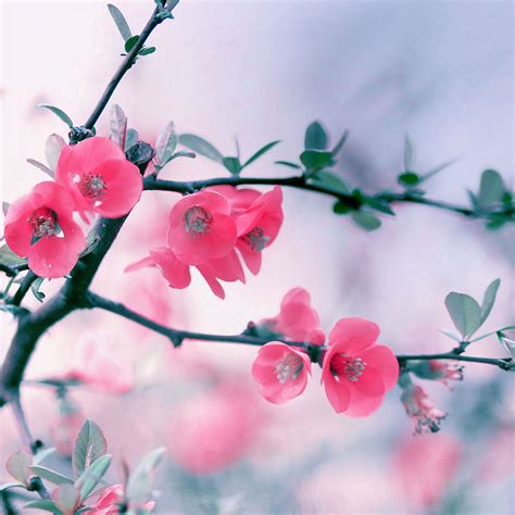 Pink Blossom Flowers Ipad Wallpaper Hd Ipad Wallpaper Fonds D