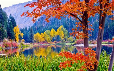 Free Photo Colorful Forest Colorful Colors Forest Free Download