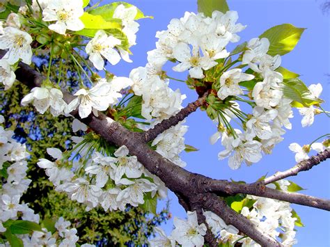 Welches konstenlose und sichere programm könnt ihr mir empfehlen in dem ich bilder von raw format auf jpg konvertieren kann? Frühling - Kirschblüte - kostenlose Hintergrundbilder