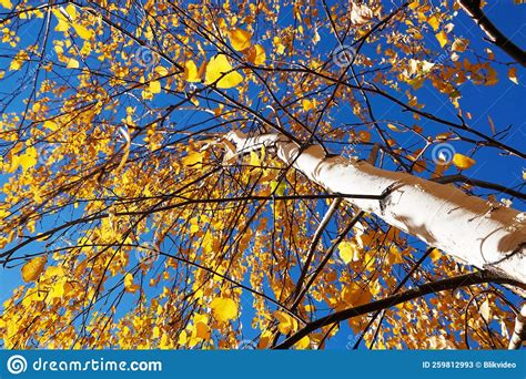 Autumn Leaf On A Tree Branch Stock Image Image Of Tree Leaf 259812993