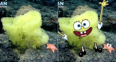 Marine Scientist Discovers Real Life Spongebob Squarepants And Patrick