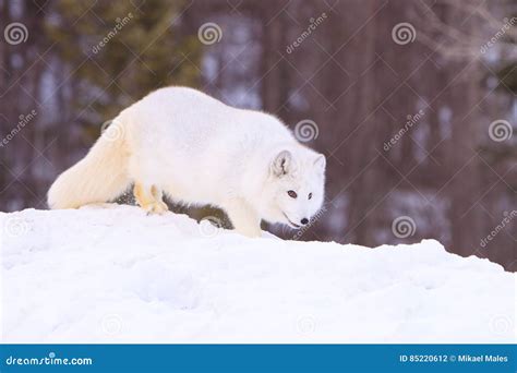 Arctic Fox Prowling Stock Photo Image Of Humor Canines 85220612