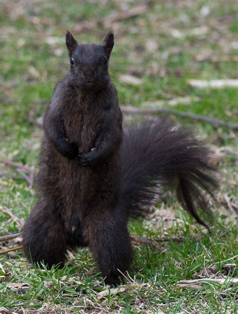 Standing Squirrel Weasyl