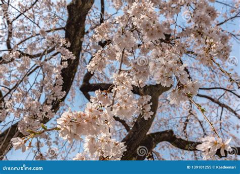Beautiful Full Bloom Cherry Blossoms In Spring Season Stock Image
