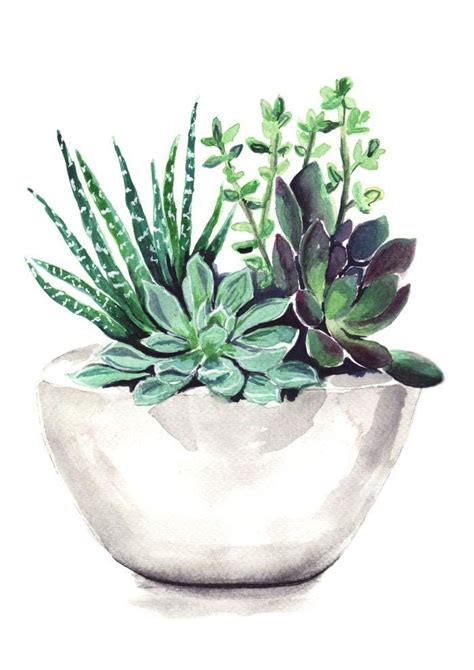 Succulents Art Print By Bridget Davidson Succulent Art Succulents