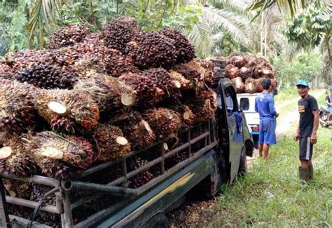 Berdasarkan data badan pusat statistik (bps) sumsel, nilai ekspor minyak kelapa sawit dan. Harga TBS Sawit Riau Periode 15 - 21 Januari 2020 - Media ...