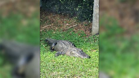 Police Remove 750 Pound Alligator From South Florida Park Nbc Los Angeles