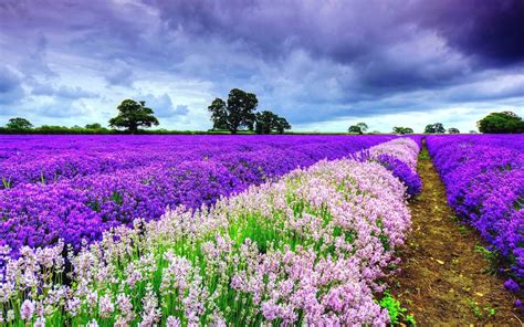 Add a touch of spring to your home easily and quickly with these beautiful spring printables! Beautiful Spring Pictures - Wallpaper, High Definition ...