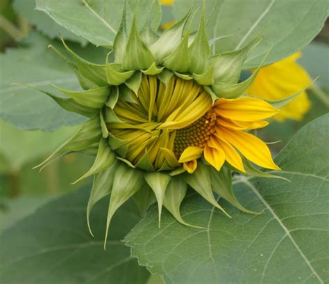Growing Sunflower Plants Sunflower Care Tips For Big Beautiful Blooms