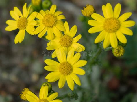 Wild Yellow Daisy Flower Highlighted Closeup Stock Photo Image Of