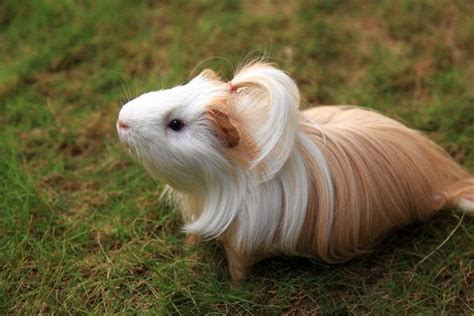 Silkie Guinea Pig Facts Care And Personality On This Sleek Guinea Pig
