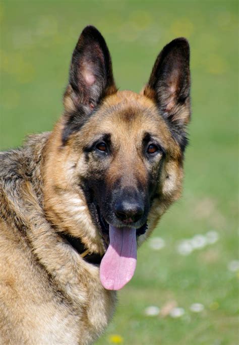 Bruce - 2 year old male German Shepherd dog for adoption