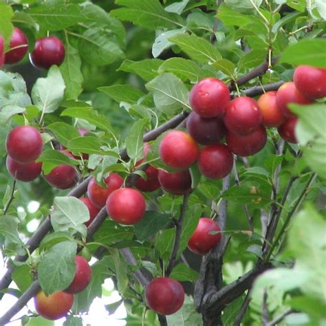 Zone 3 new listing for 2010. CHERRY PLUM Prunus Cerasifera / Myrobalan - 8+ SEEDS | eBay