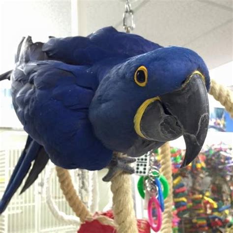 Sadly many pet birds go missing when they fly out of an open door or window accidentally opene.d or when they are outside, uncaged, with their owners. Denise's Parrot Place - Pet Store - Mercer Island ...