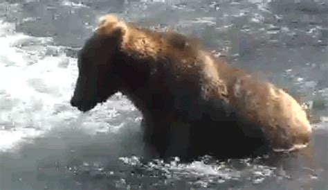 Bear  Find And Share On Giphy