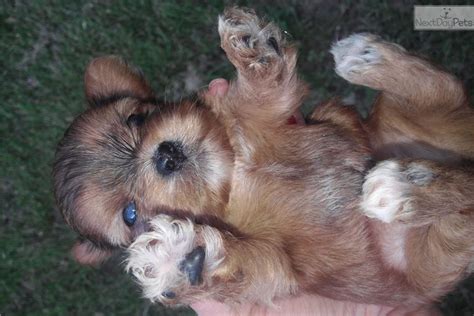 Shorkie puppies come in many sizes and colors. Shorkie puppy for sale near Fayetteville, Arkansas ...